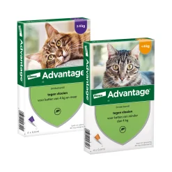 Advantage Gatto