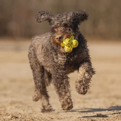 Beeztees Fetch Atomo