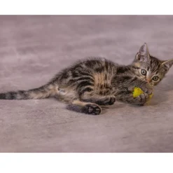 Beeztees Gattino Palline Fruscianti