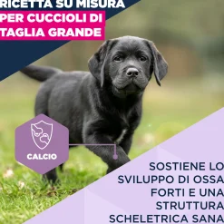 Eukanuba Dog - Life Care Puppy - Large Breed