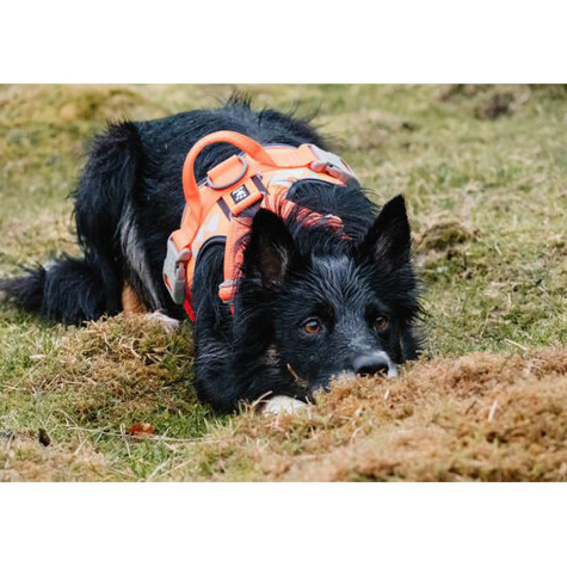 Hurtta Weekend Warrior Harness