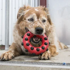 KONG Dotz