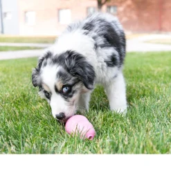KONG Puppy