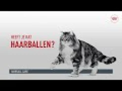 Royal Canin Hairball Care in Jelly - Cibo per gatti