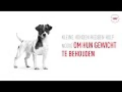 Royal Canin Mini Adult Wet - Lattina - Cibo per Cani